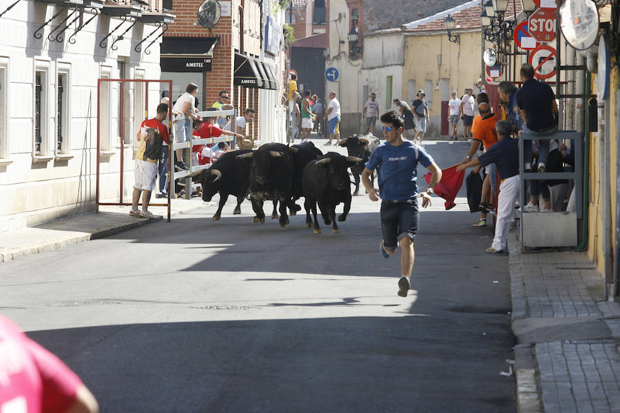 Encierro y espectáculo taurino en la Plaza de Toros de Laguna de Duero (Valladolid)