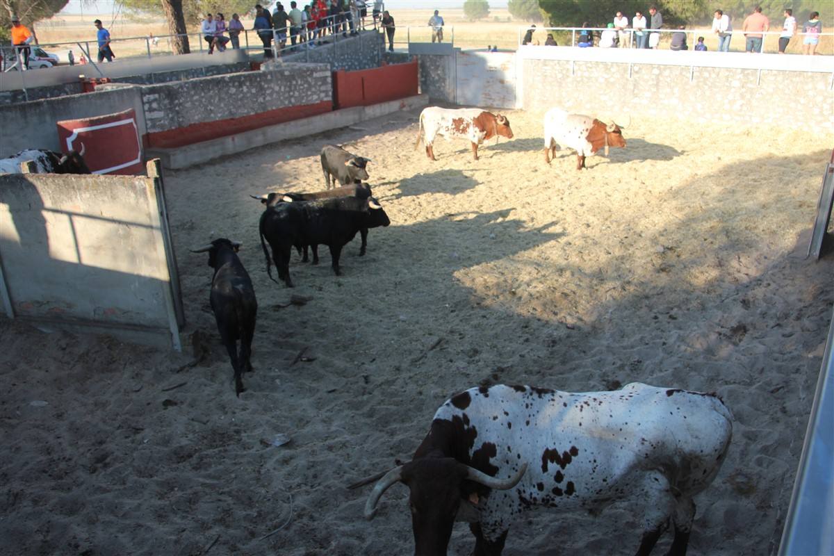 Encierro por el campo en las fiestas de Portillo (Valladolid)