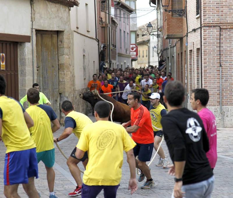 Astudillo celebra su tradicional 'toro enmaromado'