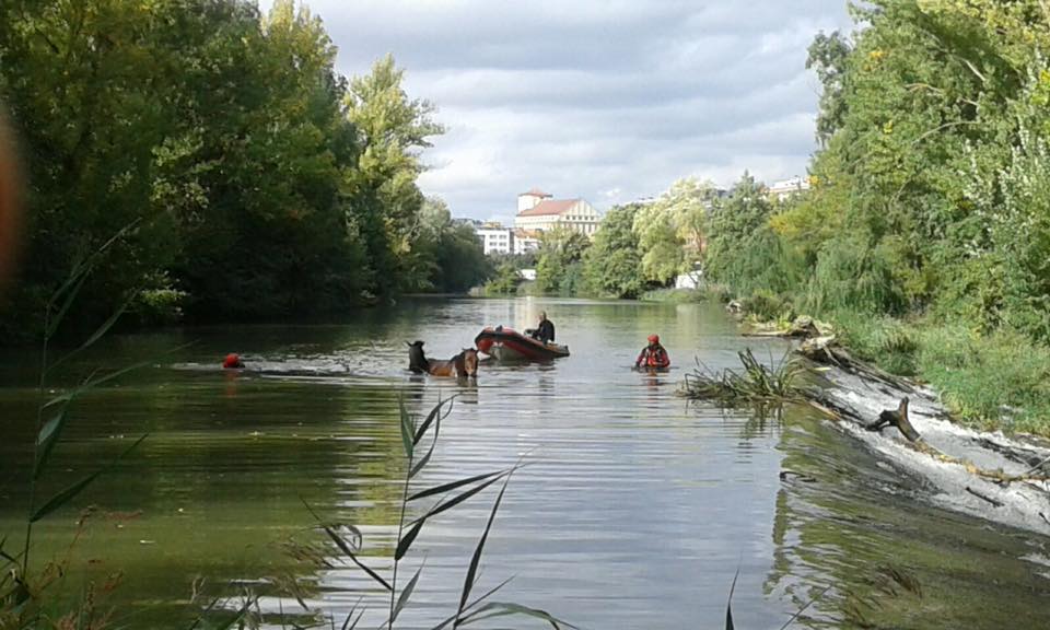Los bomberos de Palencia rescatan a dos caballos del río Carrión