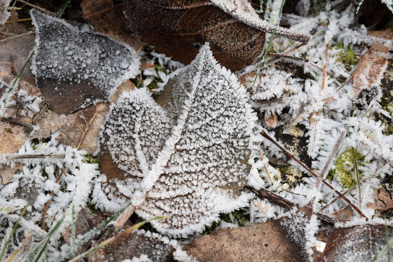 Helada en Aguilar de Campoo