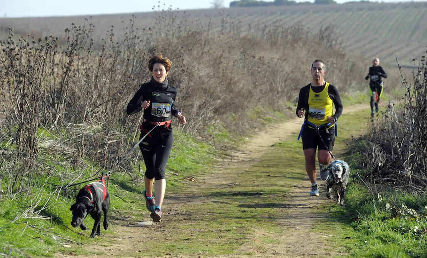 Carrera de mushing 'Villa de La Seca'