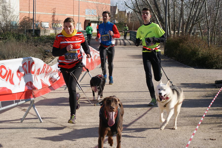 Quinta edición de Canicross en Arroyo de la Encomienda (Valladolid)