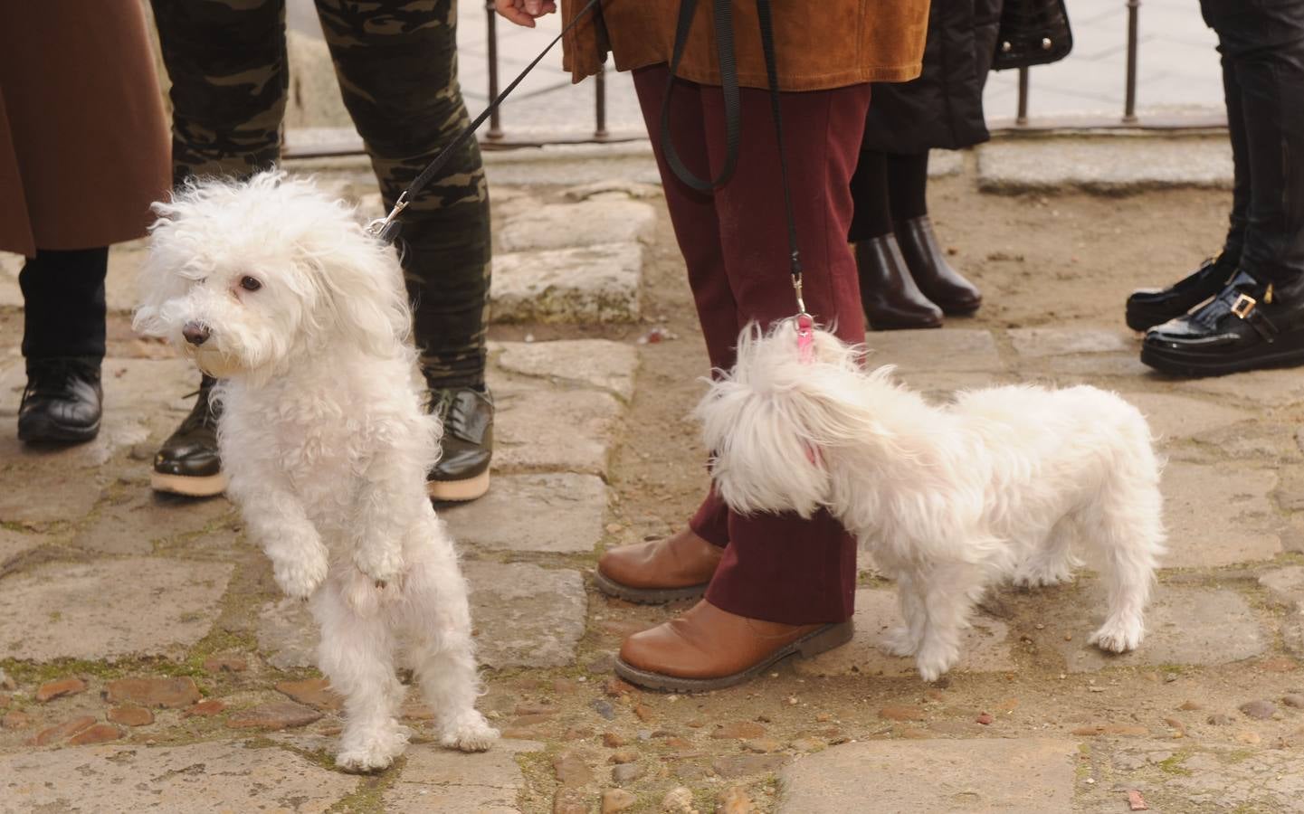 Las mascotas reciben la bendición de San Antón en la Colegiata de Medina del Campo