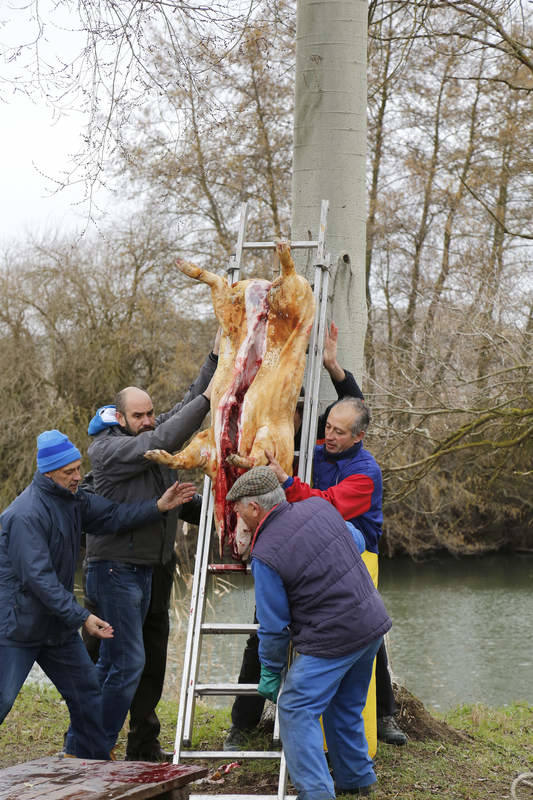 Matanza tradicional en Husillos (Palencia)