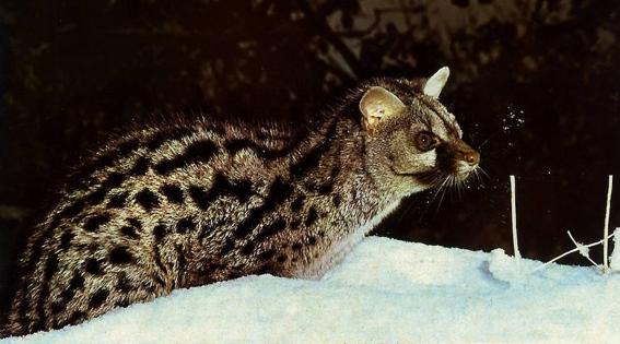 Y si no era un jaguar ¿qué era?