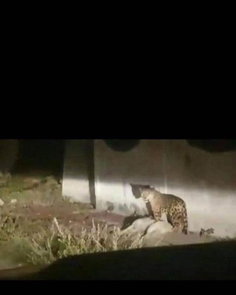 La Guardia Civil desmiente la presencia de un jaguar suelto entre Traspinedo y Montemayor