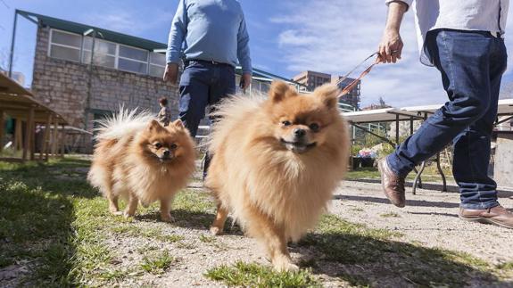 Tener mascotas reduce el riesgo de alergias y obesidad en la infancia