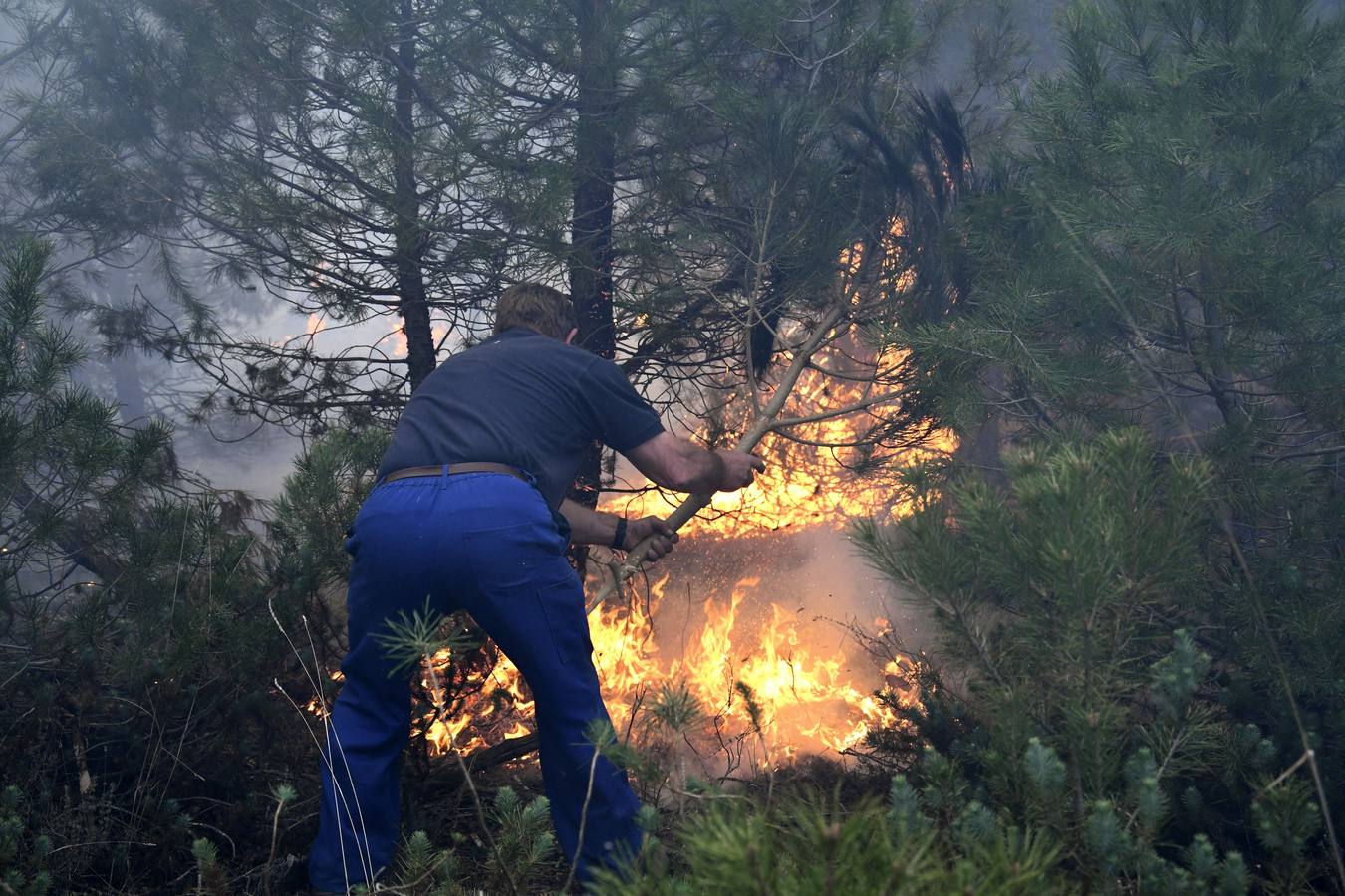 Un incendio arrasa 300 hectáreas de pino resinero en la provincia de Segovia