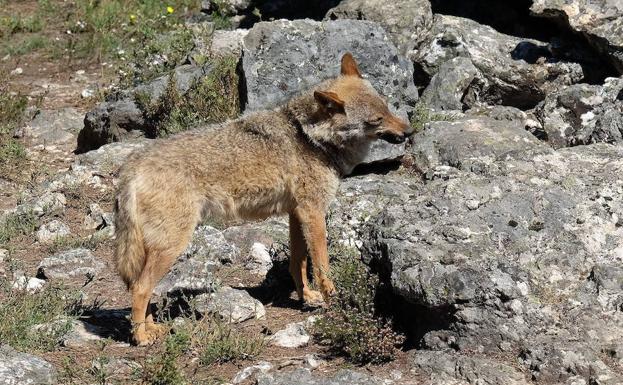 Bruselas abre la puerta a poder cazar lobos al sur del Duero