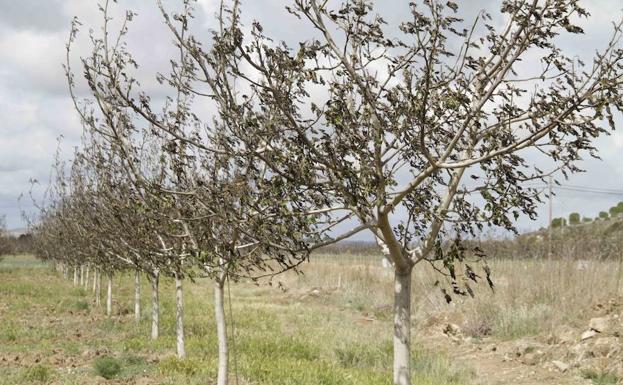 Los agricultores de Valladolid cifran en 90 millones las pérdidas