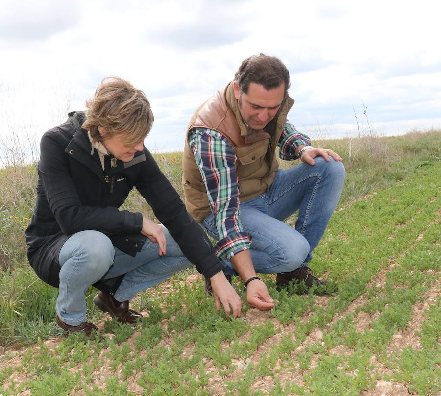 Agricultura da por perdida la cosecha en Valladolid y Palencia