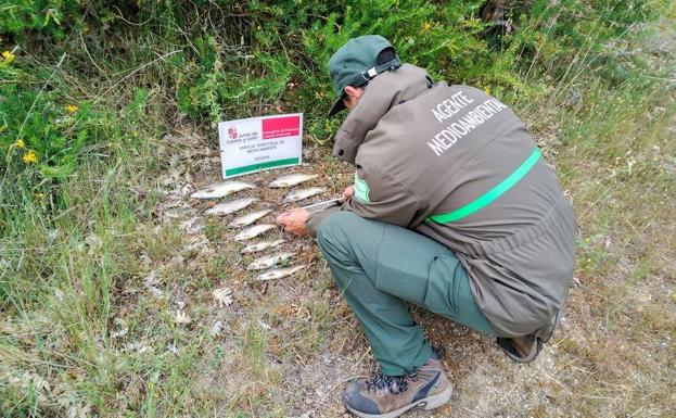 Agentes medioambientales denuncian a un pescador por usar aparejos prohibidos