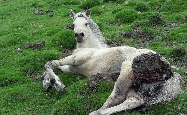 ¿Es mejor echar al lobo o al ganado?