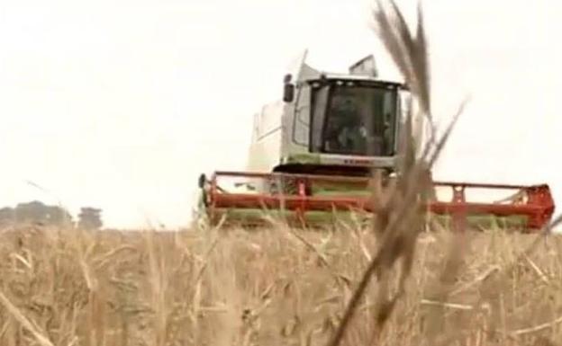 Organizaciones agrarias tildan de «catastrófica» la cosecha de este año