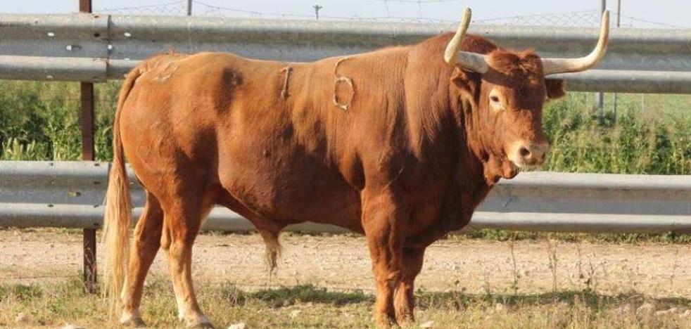 Benavente celebra esta tarde el Toro Enmaromado