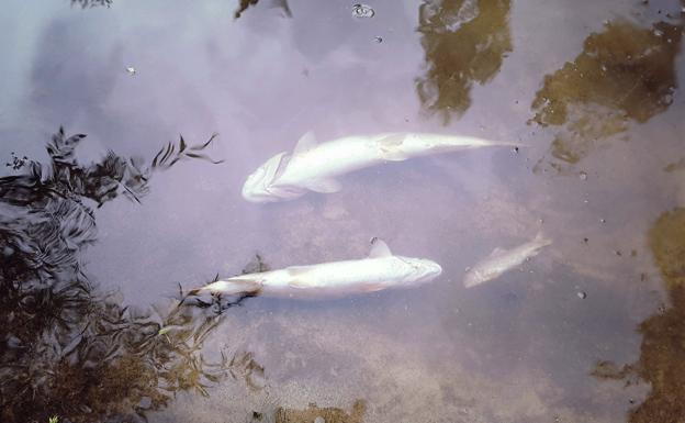 Alarma en Cuéllar por la mortandad de peces en el Cega