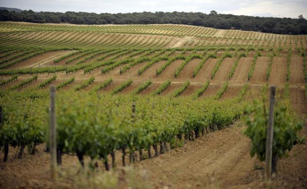 Aranda acogerá en julio el Curso de Verano de la Ribera del Duero