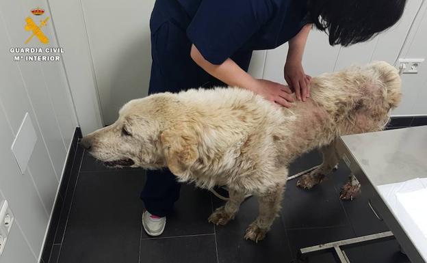 La Guardia Civil inspecciona una finca de Grijota por maltrato animal