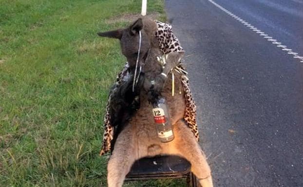 Indignación en Australia tras hallar a un canguro muerto, disfrazado y atado a una silla