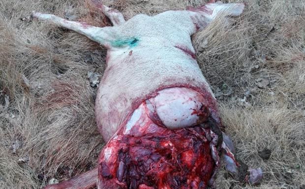 Un ataque de lobos en Luelmo deja once ovejas muertas y varias malheridas y desaparecidas