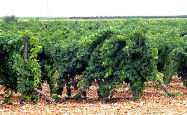 La Denominación de Origen Rueda sigue creciendo