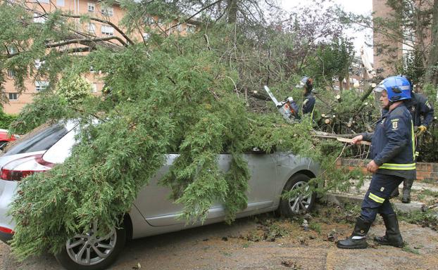 Un árbol cae sobre dos vehículos en Palencia