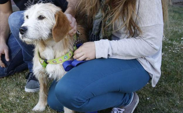 Siete meses de cárcel por intentar matar a su perra