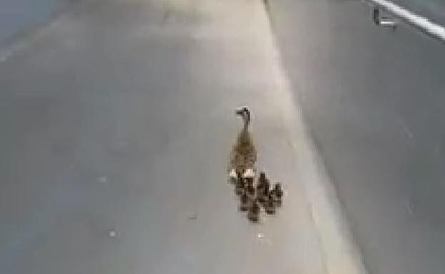 Mamá pato, en plena clase de educación vial en Palencia