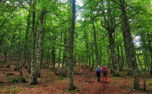 La Unesco declara Patrimonio Mundial a los hayedos leoneses de Cuesta Fría y Canal de Asotín, en Picos de Europa
