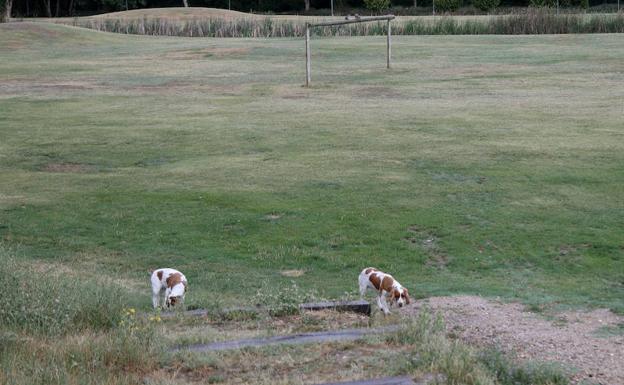 ¿Se pueden soltar perros durante su tiempo de paseo en el parque Ribera Sur?