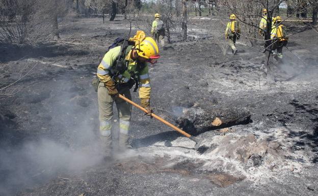 Los pinares quemados en Navalilla necesitarán 30 años para recuperarse