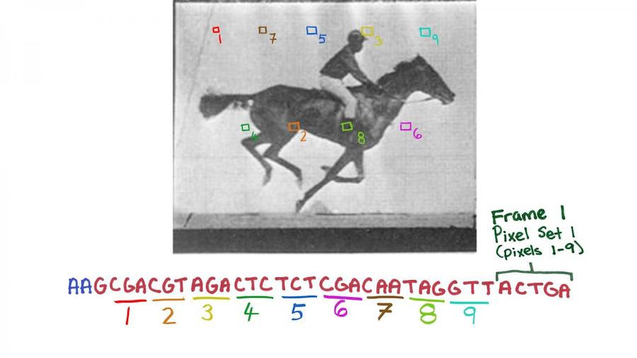 Científicos de Harvard codifican ADN bacteriano con imágenes en movimiento