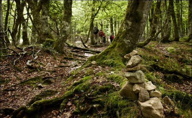 Los hayedos Cuesta Fría y Canal de Asotín ya son Patrimonio Mundial