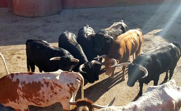 Chequeo a los toros de los encierros de Cuéllar
