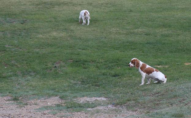 Los perros no peligrosos pueden soltarse en el parque Ribera Sur