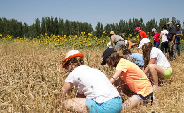 Estudiantes de Bachillerato de Valladolid cosechan trigo con herramientas prehistóricas