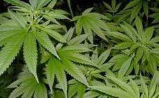 A prisión un ciudadano chino por cultivar marihuana en Ponferrada