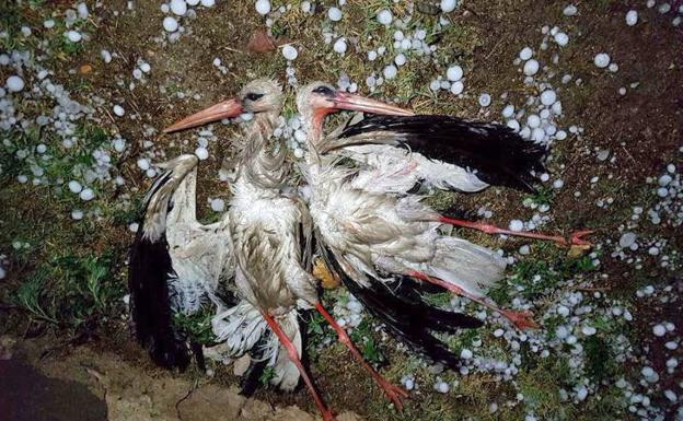 Llamada de auxilio para salvar la cigüeña blanca en El Espinar