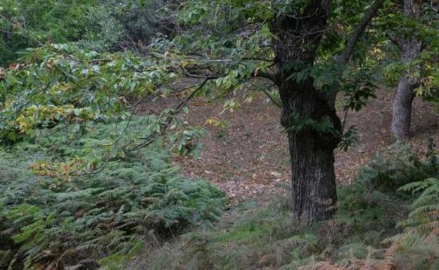 Comienza el juicio contra el hombre que disparó a su sobrino por un castaño