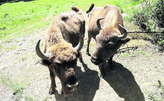 Calleja relanza a los bisontes de San Cebrián de Mudá