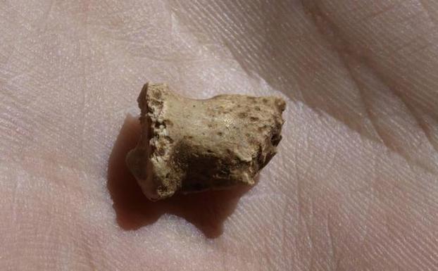 Una falange confirma la presencia de neandertales en Atapuerca