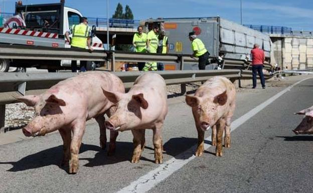 Vuelca un camión de cerdos en la entrada de Soria