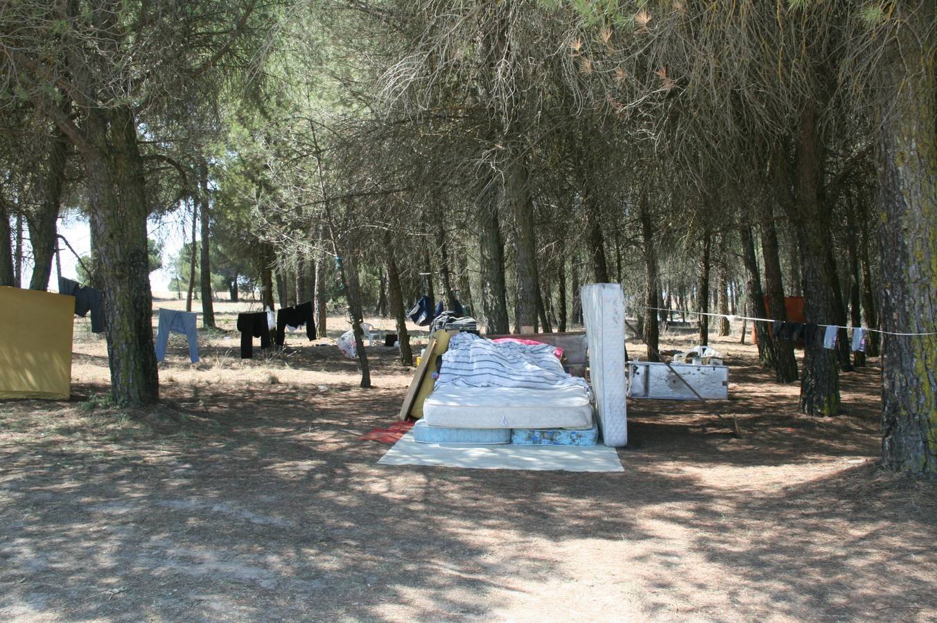 Asentamiento ilegal de rumanos en un pinar próximo a Cuéllar