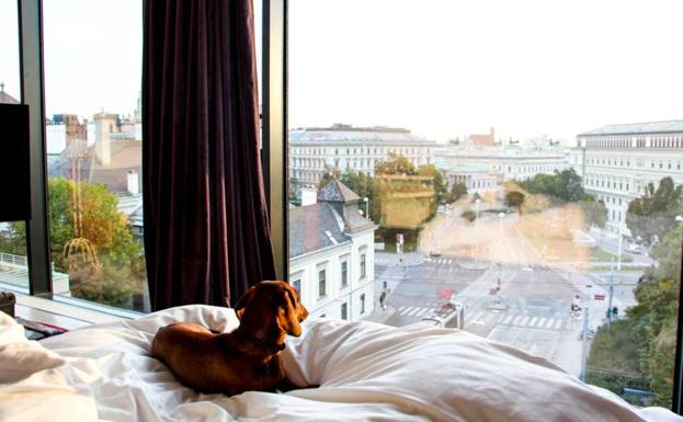 Un perro en el Vaticano