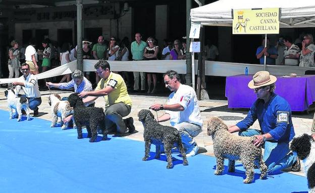 Los mejores perros compiten en Aguilar de Campoo