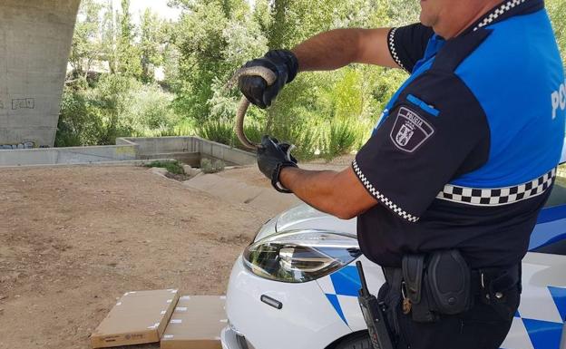 La Policía rescata una serpiente de un jardín particular