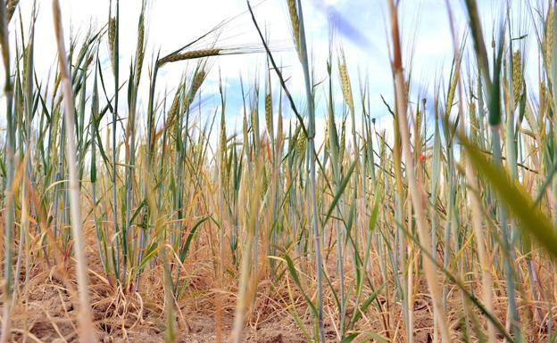 La Junta extiende ayudas para agricultores y ganaderos por la climatología