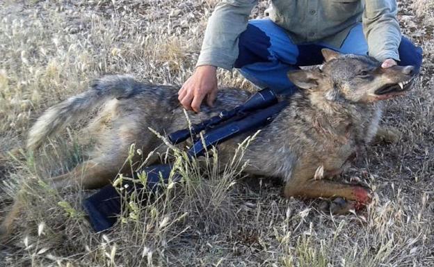 Castilla y León reduce el cupo de lobos que los cazadores pueden abatir al norte del Duero