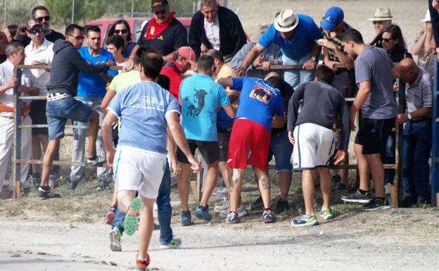 Tres heridos en el segundo encierro campero de Íscar
